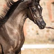 Aaleyah Black Arabians