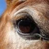 Johanne og Pony!<3 .