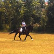 signe kryll *VOLDBYGAARD* 