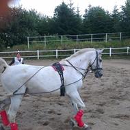 kathrine storm ¤ Frk. Smilla VDR .