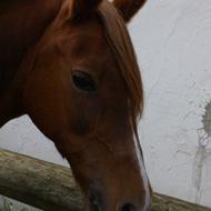 Maria og Redstar 4-ever!<3