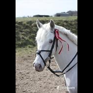 **ASR** Sarah & Dolchè