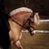 # Team BSR - Pernille & Musse<3 .
