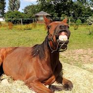 Nala og Bim's menneske