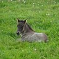 Susanne og Star <3 !