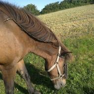 Thilde og mulerne<3<3