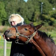 Henriette ( Aprillo )