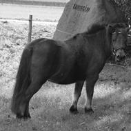 Lotte og Fanta de dejlige hypper!<3