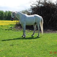 Anne - Hende på hesten