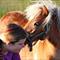 | Mollie&Fiffi |