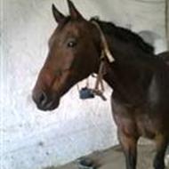 Team Hyldgård (Marlene ) J