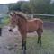 Hanne S