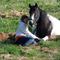 DK Bjørnholt(30) Irish cob/Tinker forever <3 B