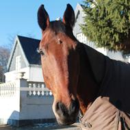 Mie og Iben / Stald London