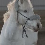 • SALTARE •' » Sofie og Taz « ©