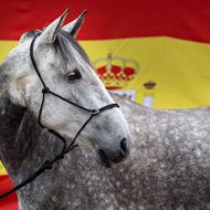 Pipaluks PRE & Knabstrupper