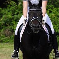 lautrup_equestrain