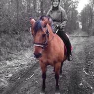 Signe N