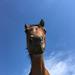 Rideguide erfaringer