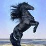 Friesian Love