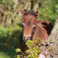 Stald Havløkkegård