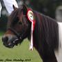 Zeus, Liana & Lille Lotte ~RIP Junker~