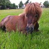 - * Emma Wilhelmsen *