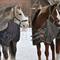 Sabrina <3 Fleur, Gaston og Rexton <3 .