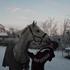 rikkebs - *andrup ridecenter* .