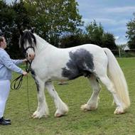 * Lærkegaarden’s Irish Cob *