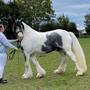 * Lærkegaarden’s Irish Cob *