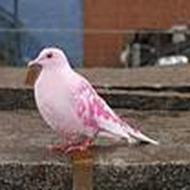 Jeg er en maskulin dreng ;D .