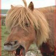 Team Tandtråd AKA rideranke holdet               d