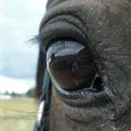 Team Perfekt :i Fortier et Recte !  