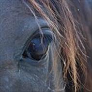 * Maiken og Tøserne *