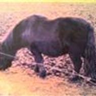 -Ingen-Er-Som-Ham-<3- N