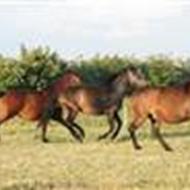 stald østerdovergaard .