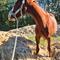 Flying M.a.a Sport Horses