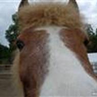 • JULIE & FIFILL  •