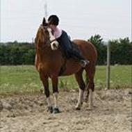 signe - BROVAD RIDECENTER <3 .