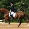 PV Dressage