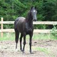 Skønhederne Zion og Fønix<3 k