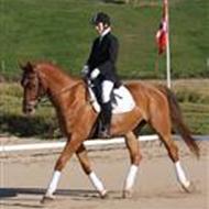 Wold Queen <3 Himmelhest