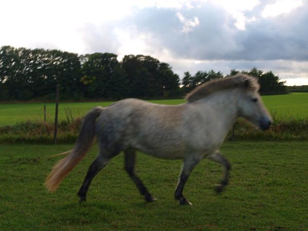 Farveavl Islænder -hjælp