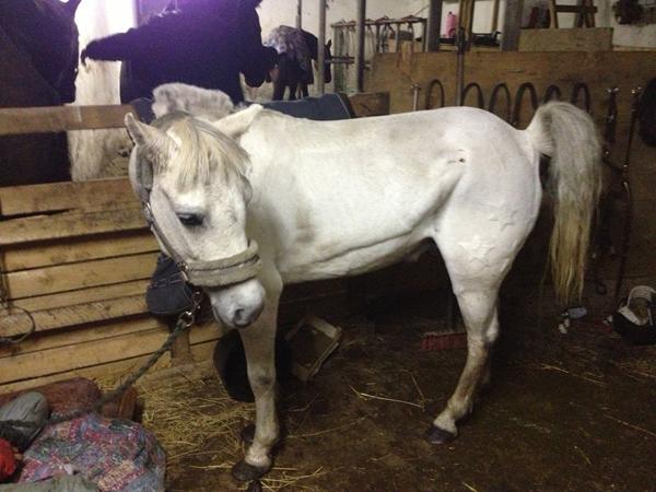 Behandling af betændte sår, hvad vil i gøre? 