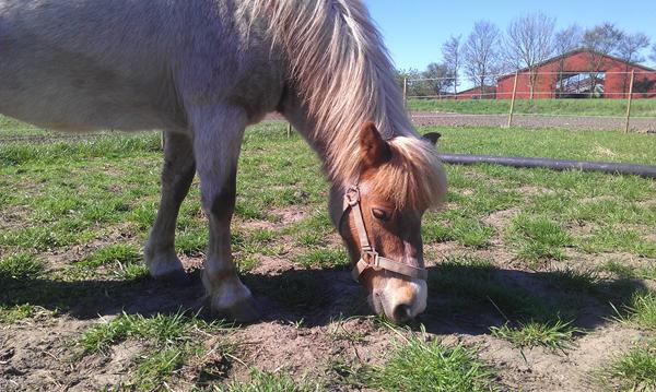 Kan man slet ikke sælge pony?