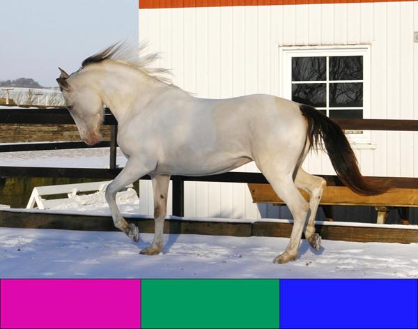 Hjælp søges til farvetema til lys hest.