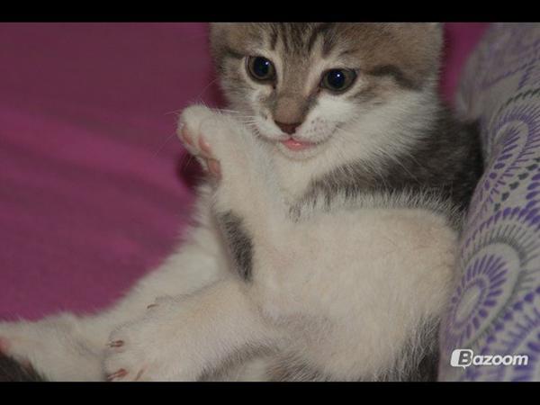 HJÆLP! STAKKELS LILLE KILLING