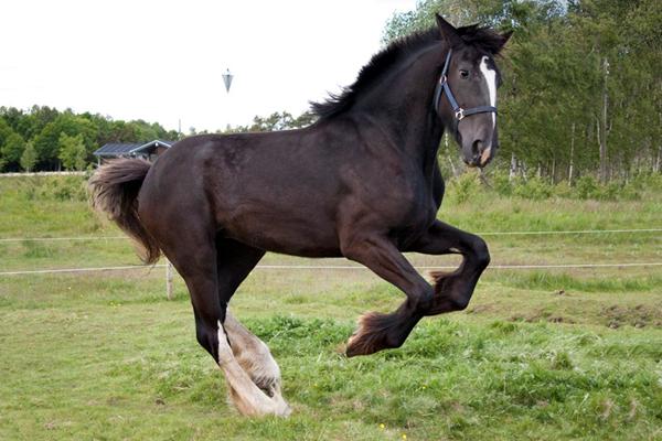 Ny gruppe for alle os med STORE koldblodsracer