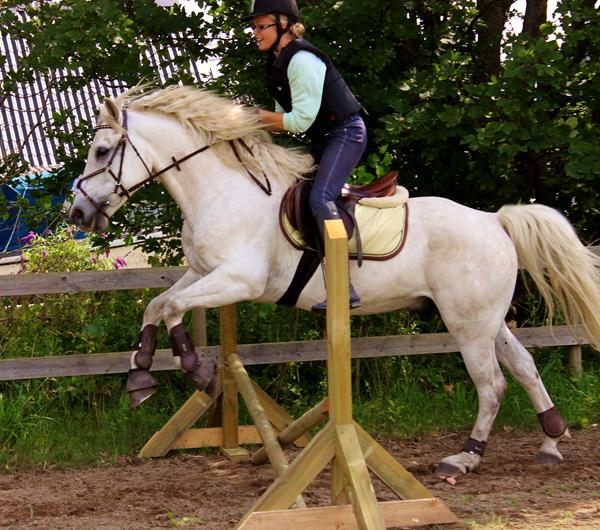 Varmblod + koldblod= ???